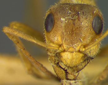 Media type: image; Entomology 23250   Aspect: head frontal view